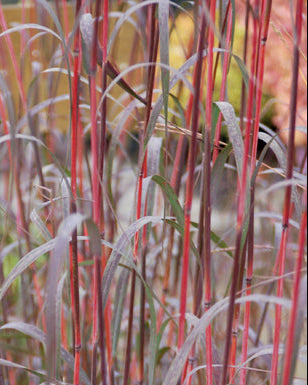 Andropogon gerardii 'Holy Smoke' (Big Bluestem)
