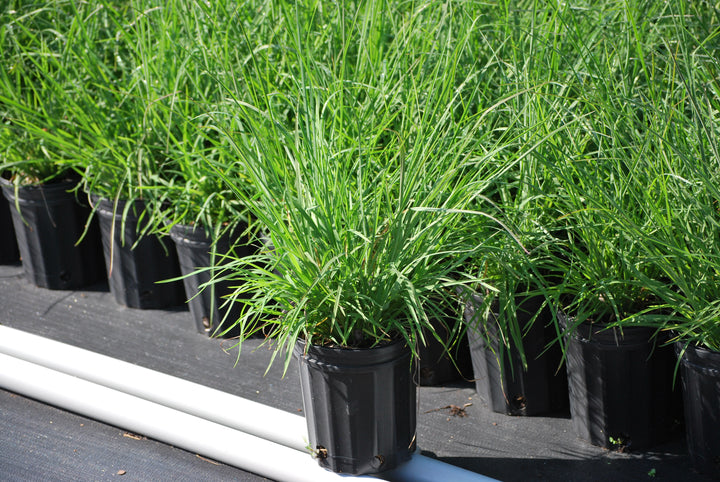 Andropogon virginicus (Broom Sedge)