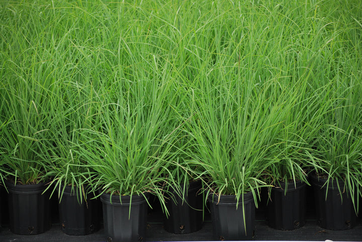 Andropogon virginicus (Broom Sedge)