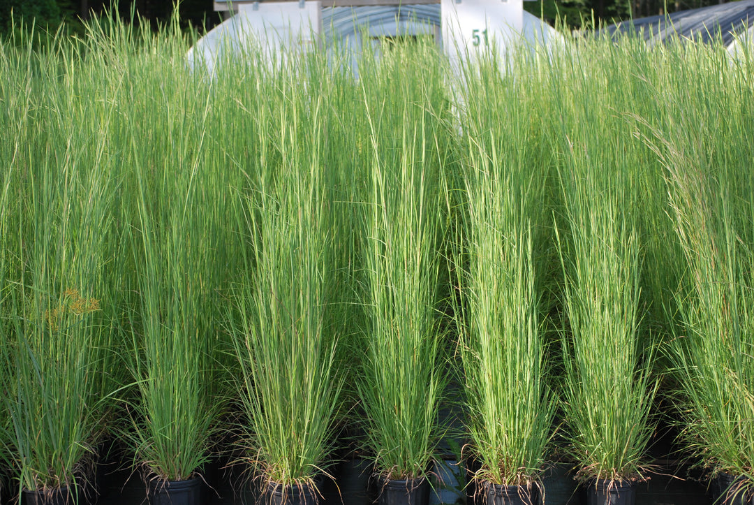 Andropogon virginicus (Broom Sedge)