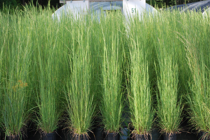 Andropogon virginicus (Broom Sedge)