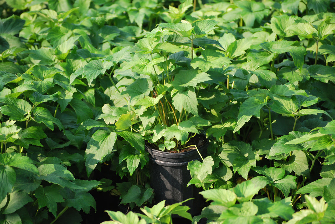 Anemone x hybrida 'Honorine Jobert' (Windflower)