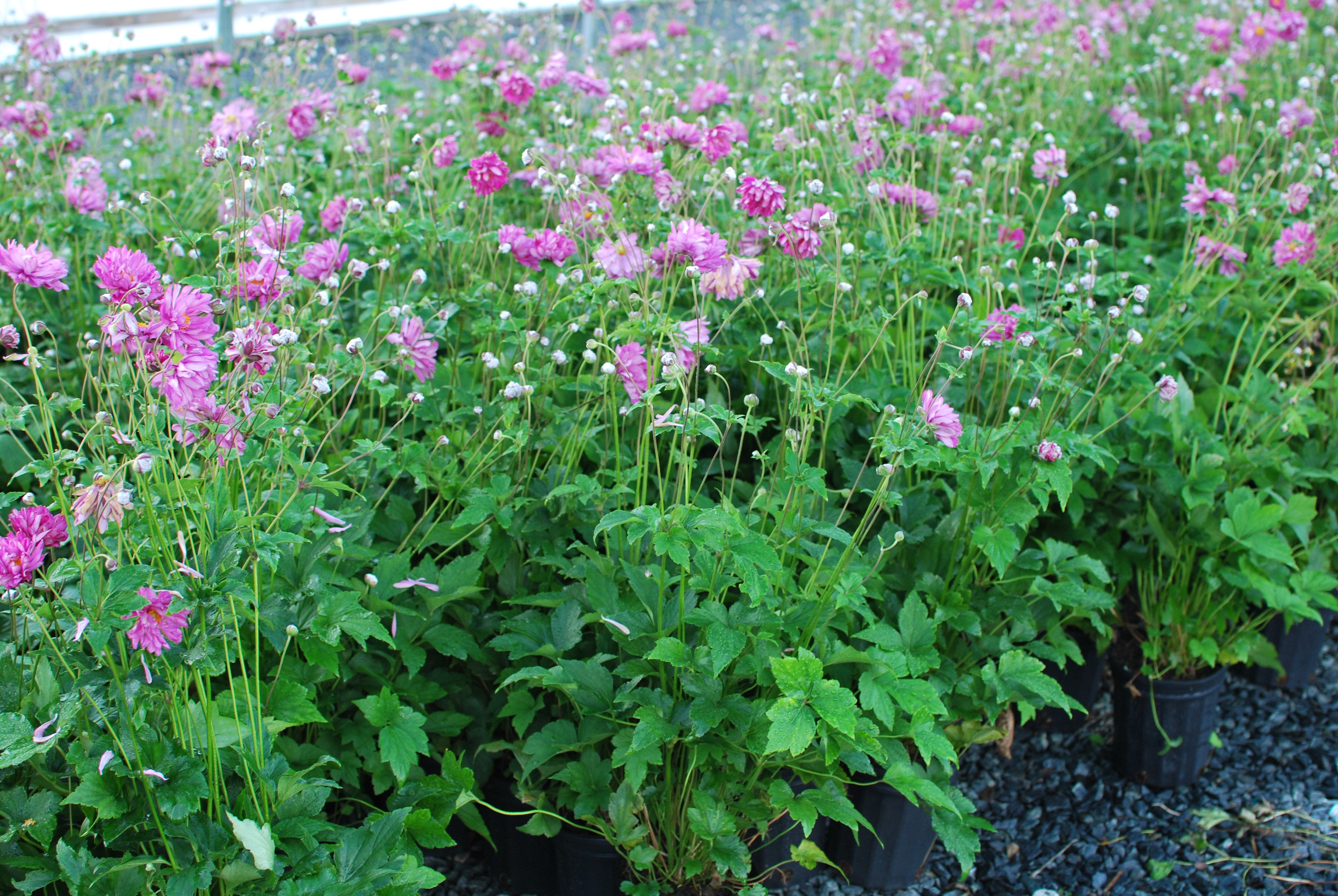 Anemone x hybrida 'Pamina' (Windflower) – Perennial Farm Marketplace