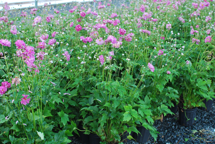 Anemone x hybrida 'Pamina' (Windflower)