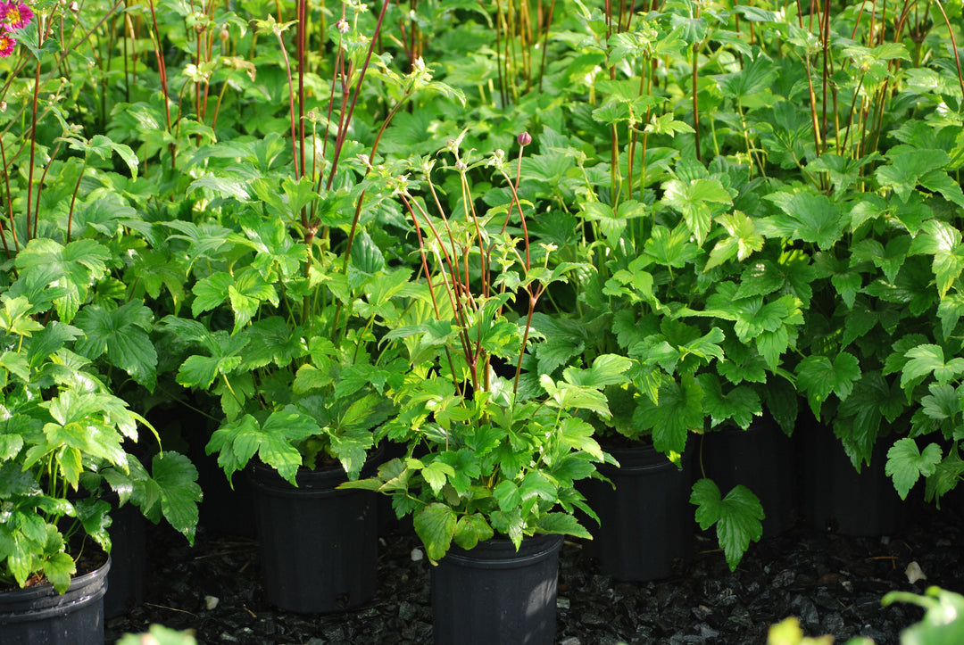 Anemone x hybrida 'Pamina' (Windflower)