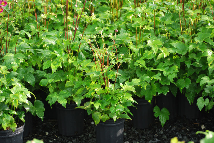 Anemone x hybrida 'Pamina' (Windflower)