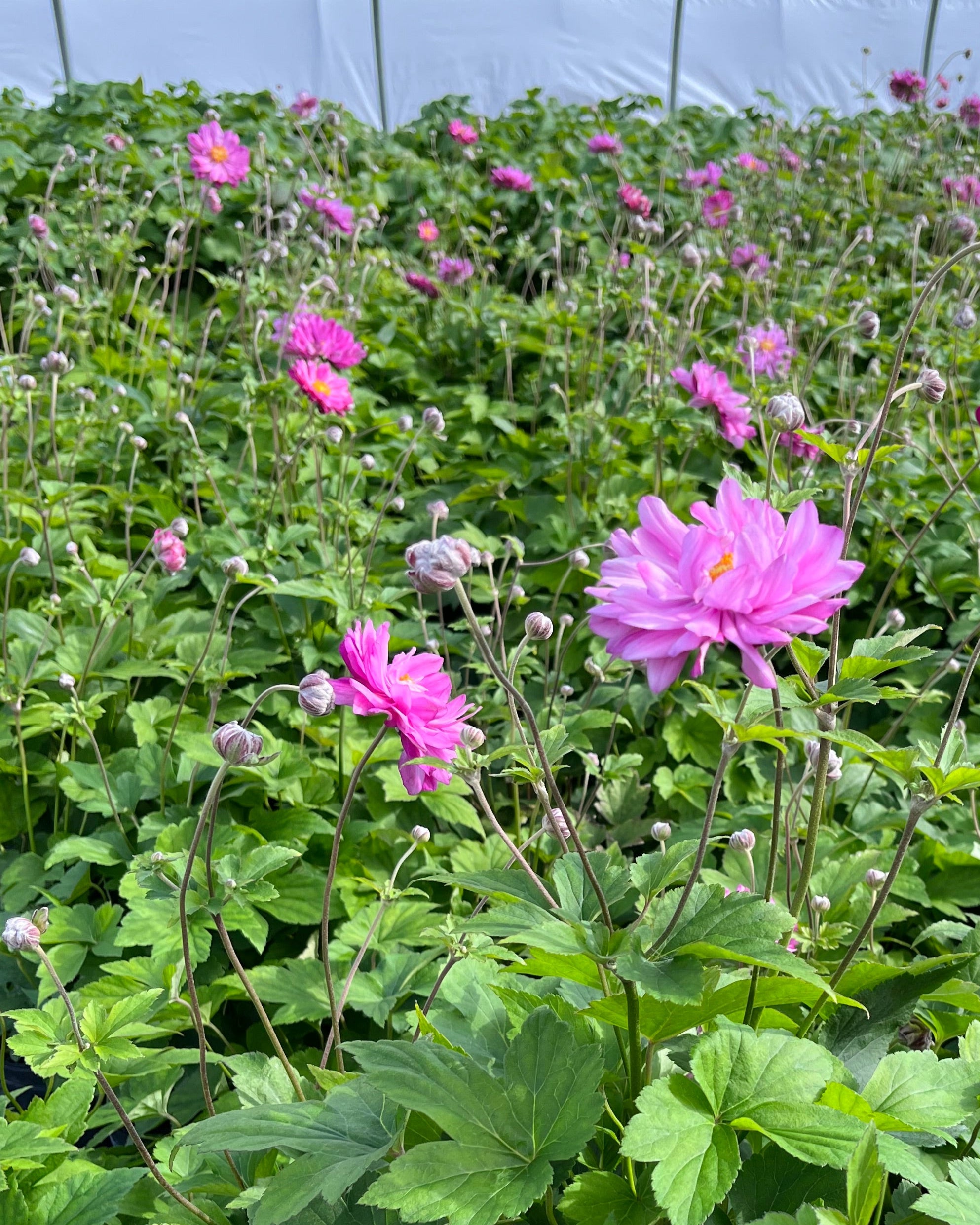 Anemone x hybrida 'Pamina' (Windflower) – Perennial Farm Marketplace
