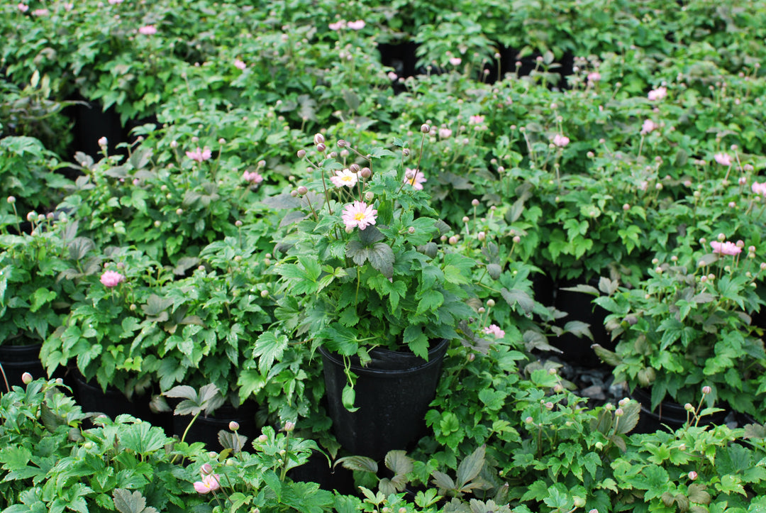 Anemone x hybrida Fantasy™ 'Pocahontas' (Windflower)