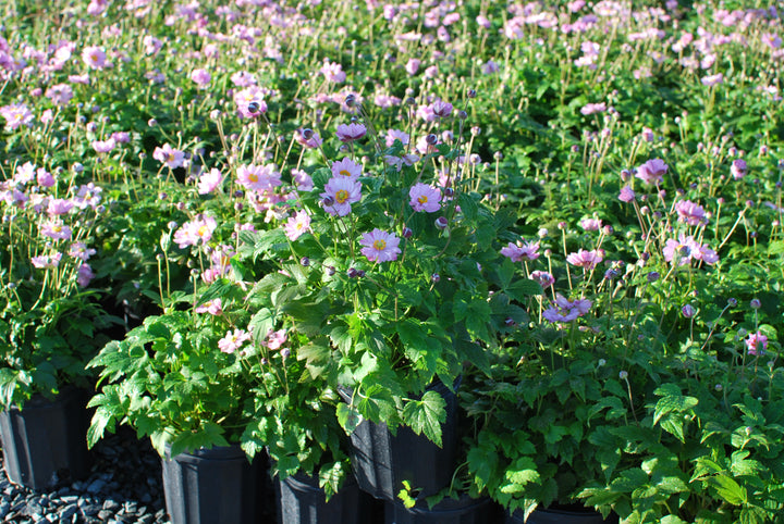 Anemone x hybrida Fantasy™ 'Pocahontas' (Windflower)