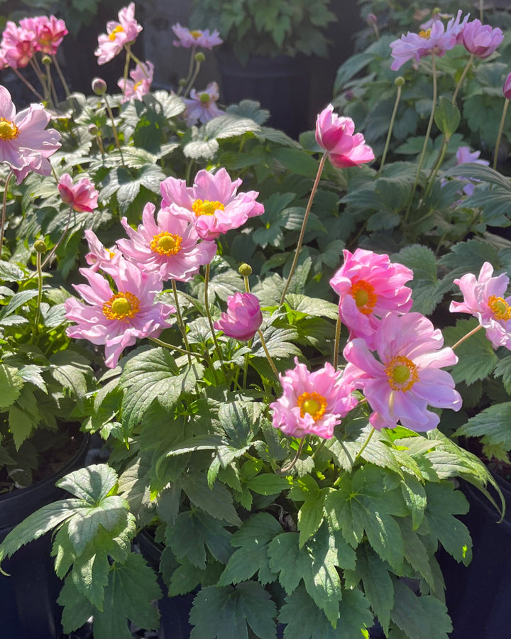 Anemone x hybrida Fantasy™ 'Pocahontas' (Windflower)