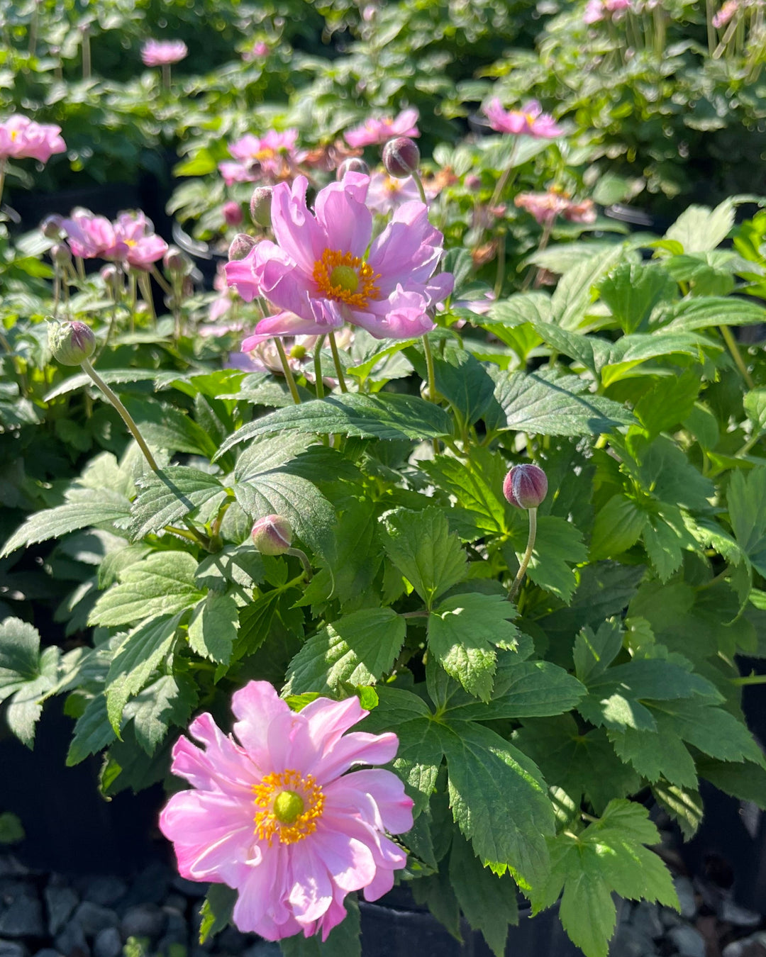 Anemone x hybrida Fantasy™ 'Pocahontas' (Windflower)
