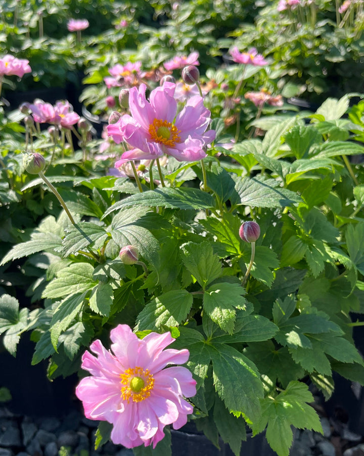 Anemone x hybrida Fantasy™ 'Pocahontas' (Windflower)