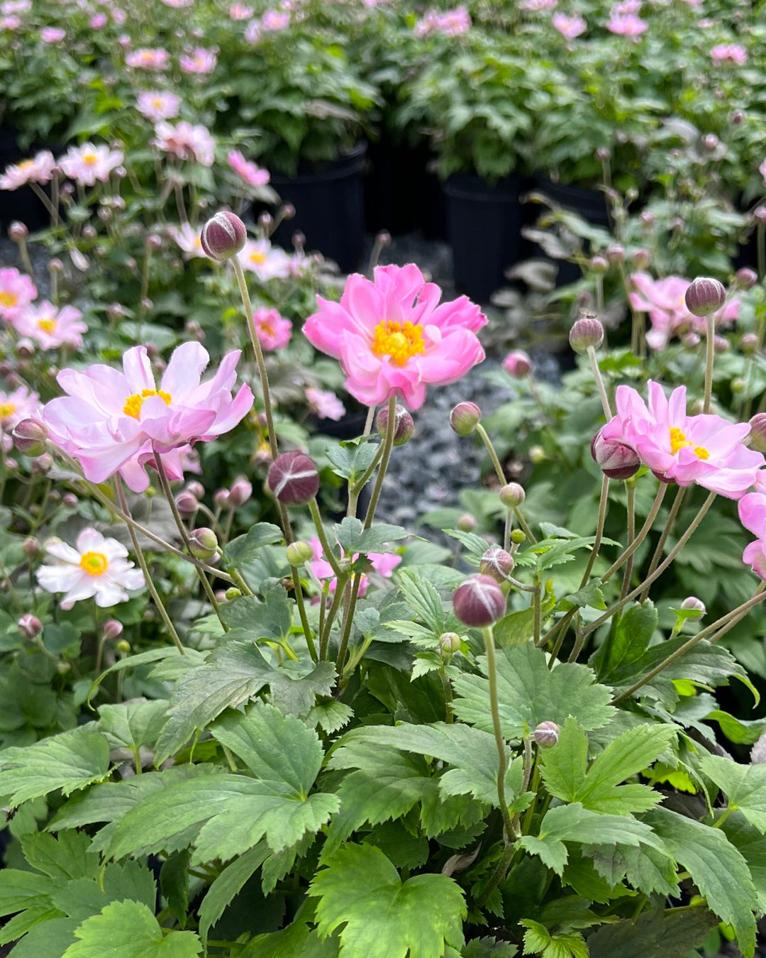 Anemone x hybrida Fantasy™ 'Pocahontas' (Windflower)