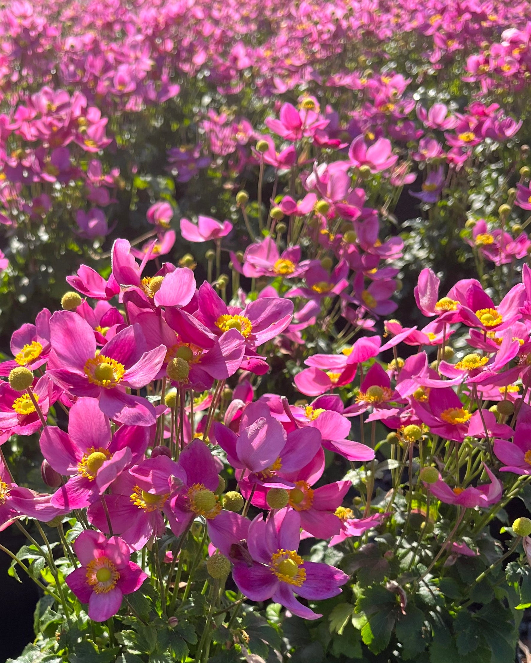 Anemone x hybrida Fantasy™ 'Red Riding Hood' (Windflower