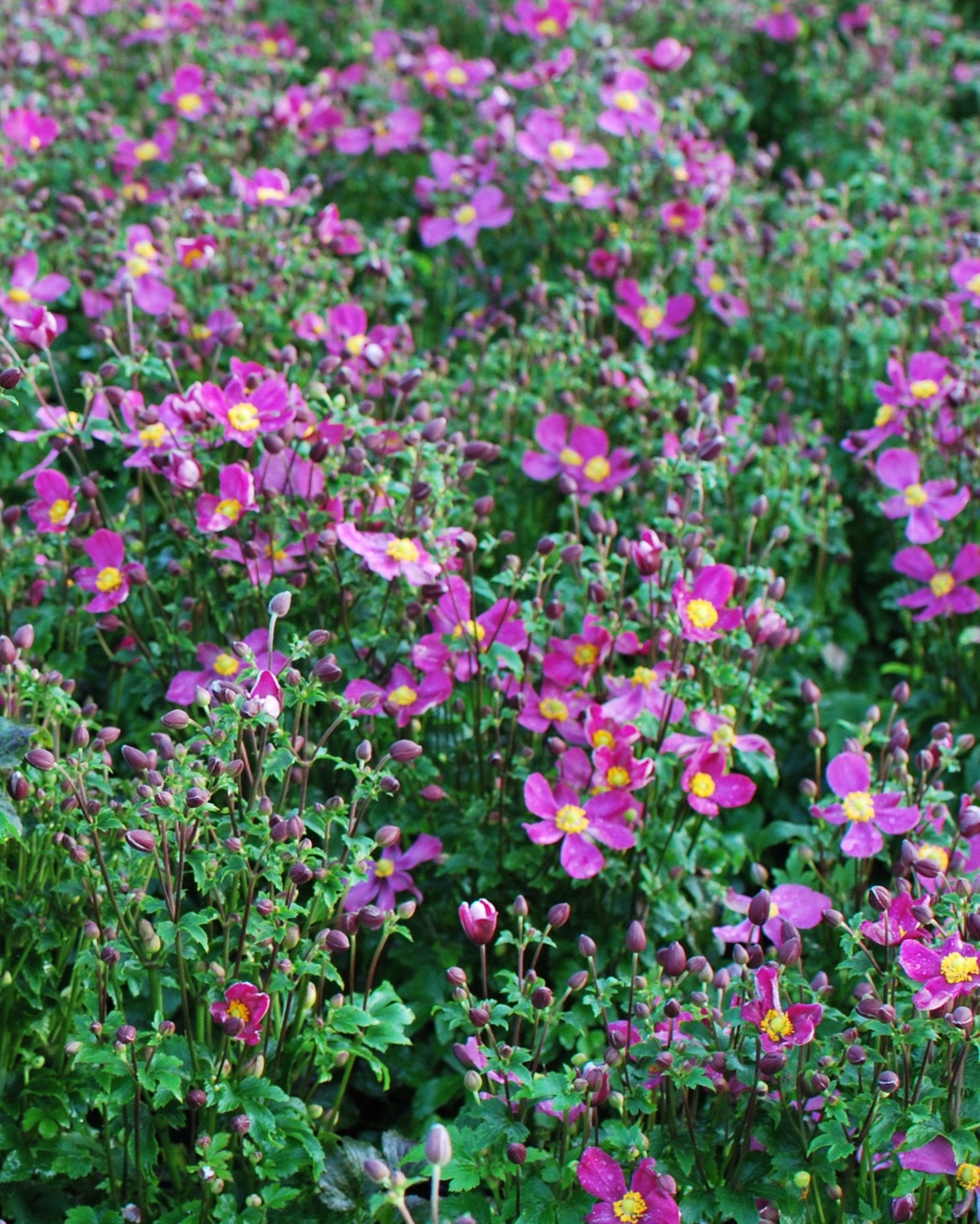 Anemone x hybrida Fantasy™ 'Red Riding Hood' (Windflower