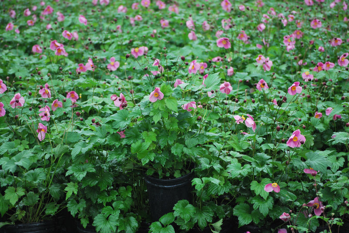 Anemone tomentosa 'Robustissima' (Windflower)