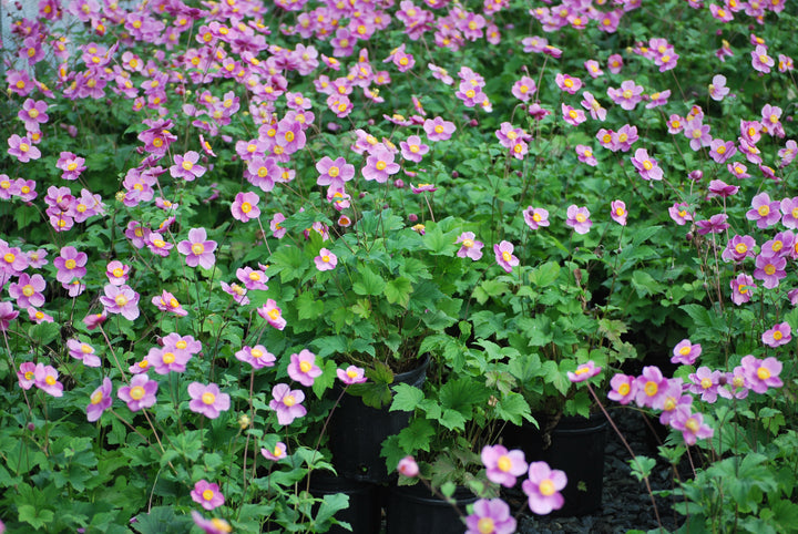 Anemone tomentosa 'Robustissima' (Windflower)