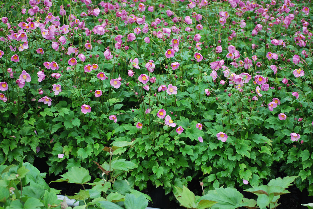 Anemone tomentosa 'Robustissima' (Windflower)