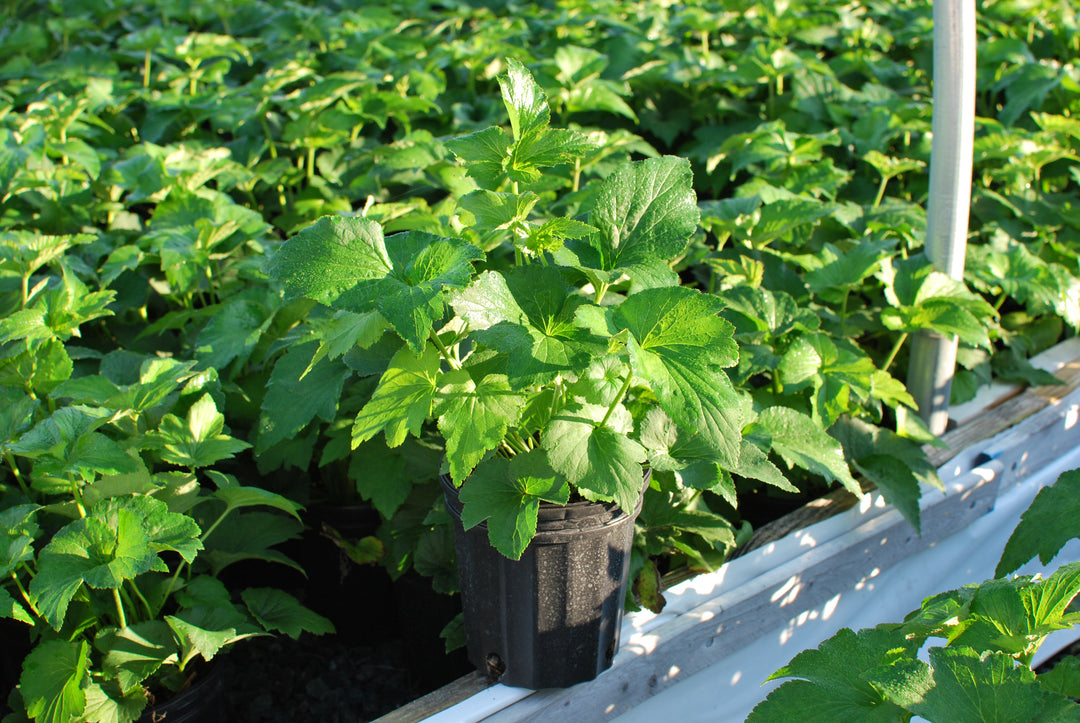 Anemone x hybrida 'Whirlwind' (Windflower)