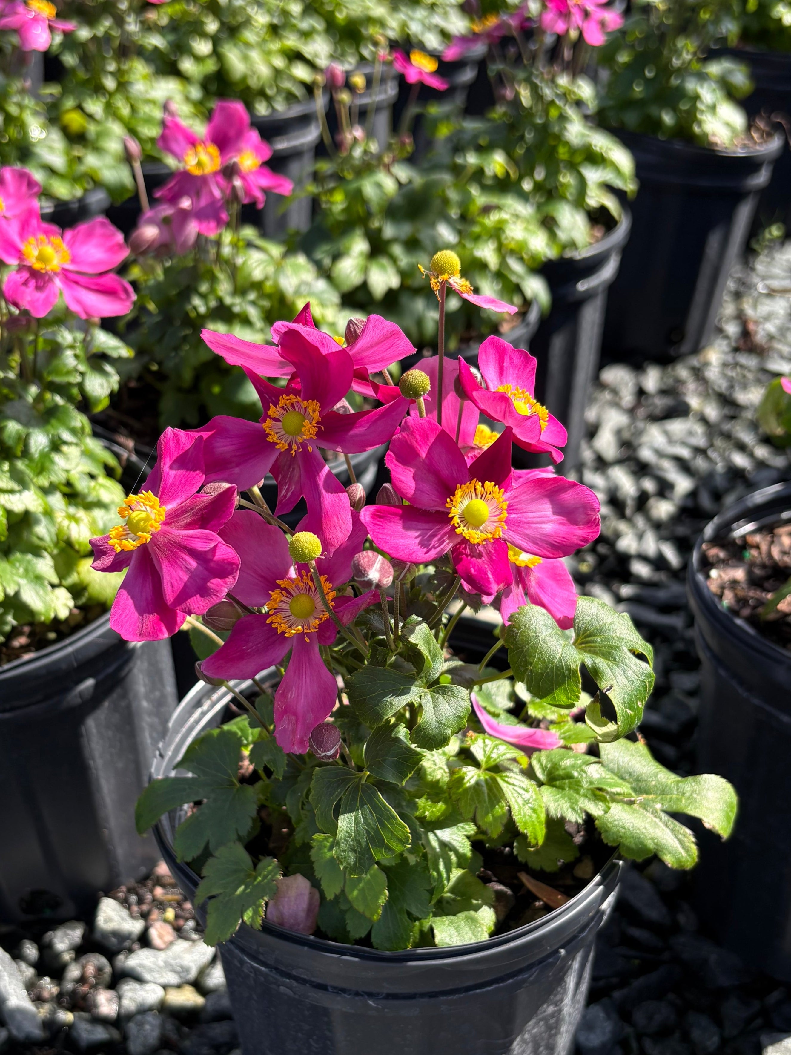 Anemone x hybrida Fantasy™ 'Red Riding Hood' (Windflower
