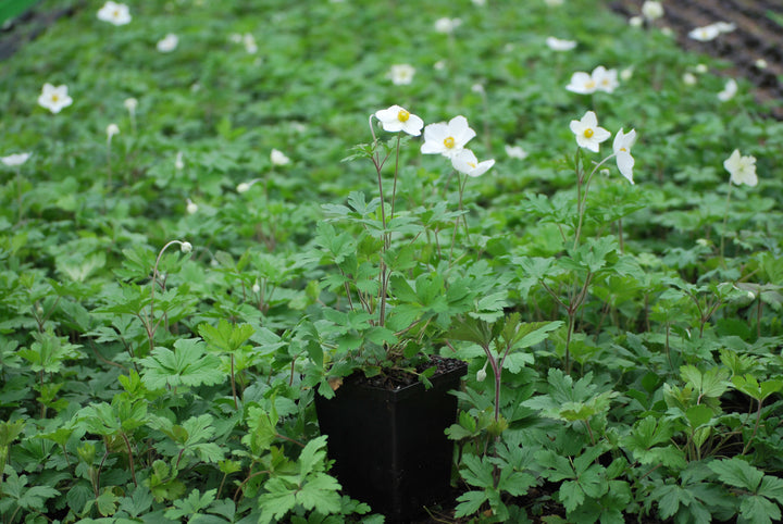 Anemone sylvestris (Snowdrop Anemone)