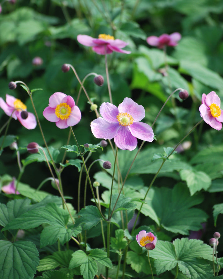 Anemone tomentosa 'Robustissima' (Windflower)