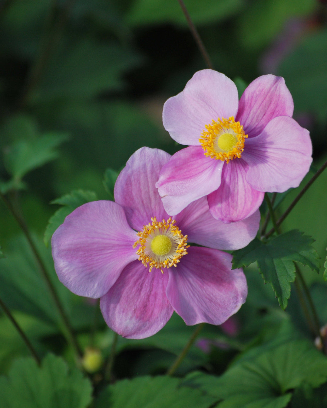 Anemone tomentosa 'Robustissima' (Windflower)