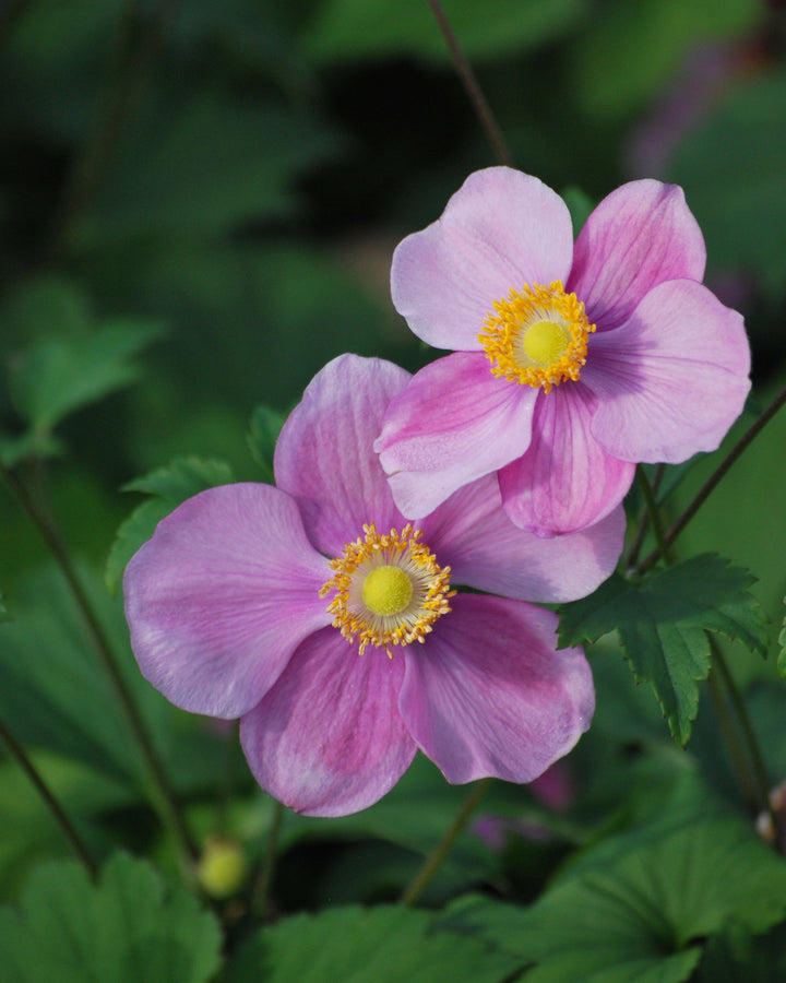 Anemone tomentosa 'Robustissima' (Windflower)
