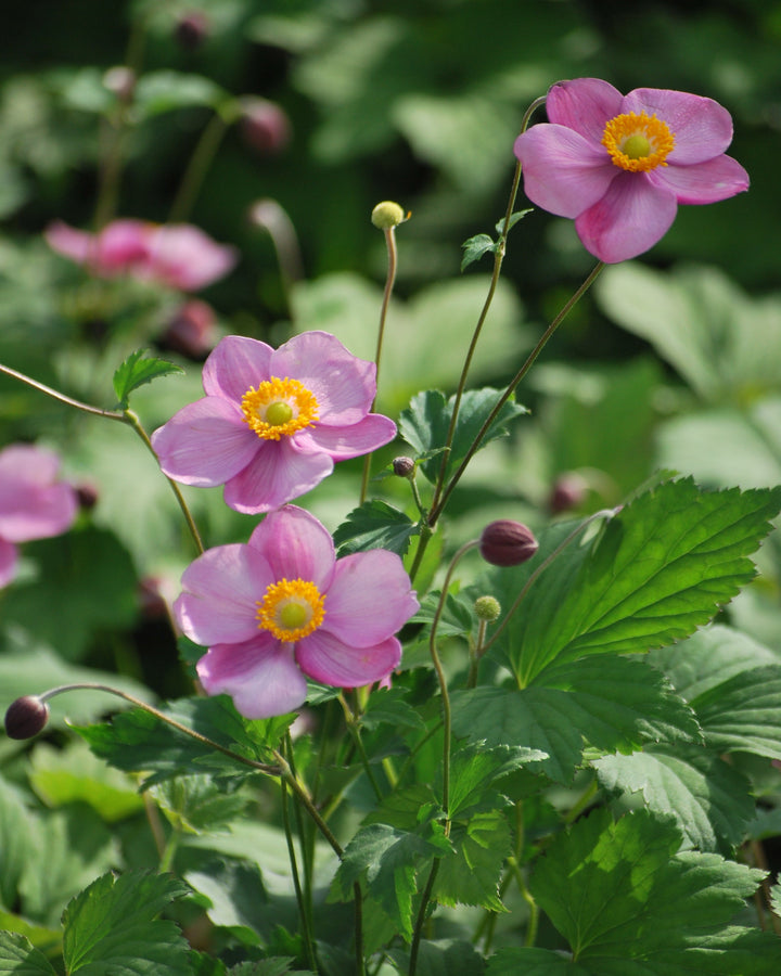 Anemone tomentosa 'Robustissima' (Windflower)