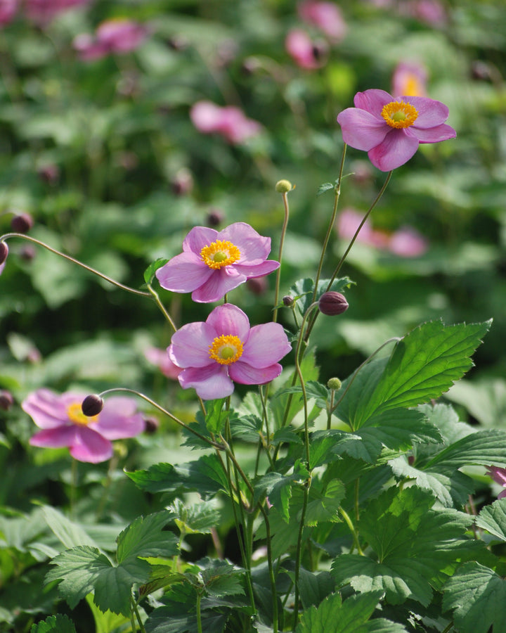 Anemone tomentosa 'Robustissima' (Windflower)
