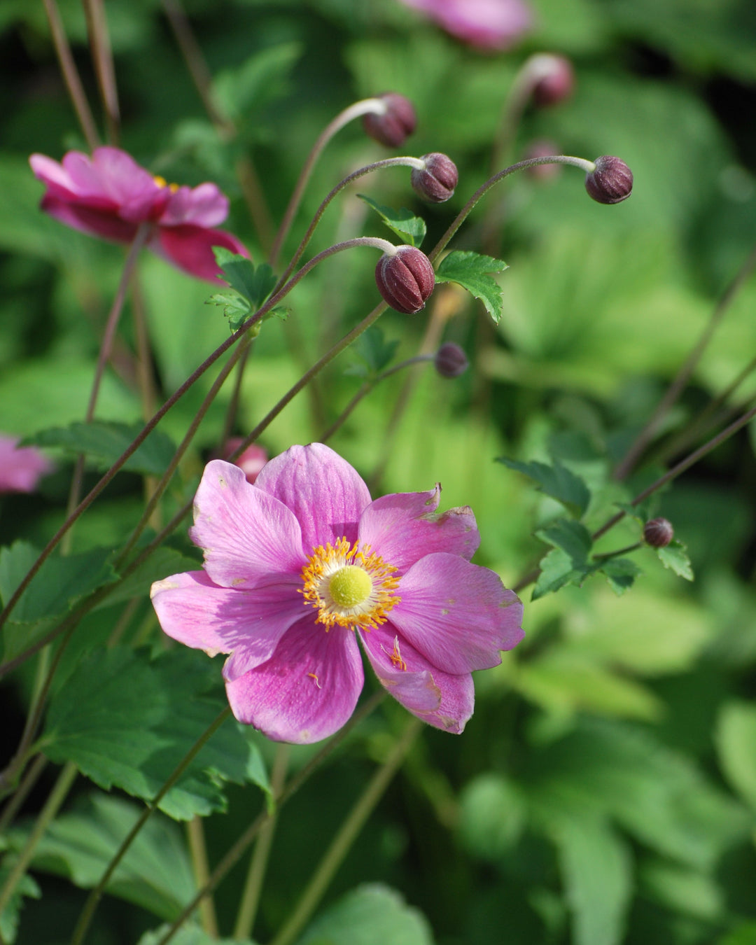 Anemone tomentosa 'Robustissima' (Windflower)