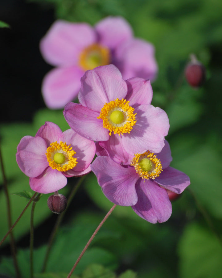 Anemone tomentosa 'Robustissima' (Windflower)