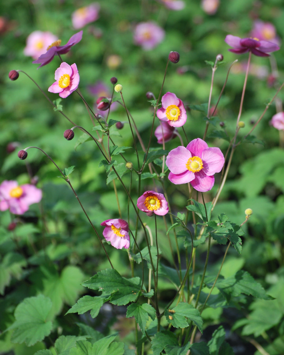 Anemone tomentosa 'Robustissima' (Windflower)