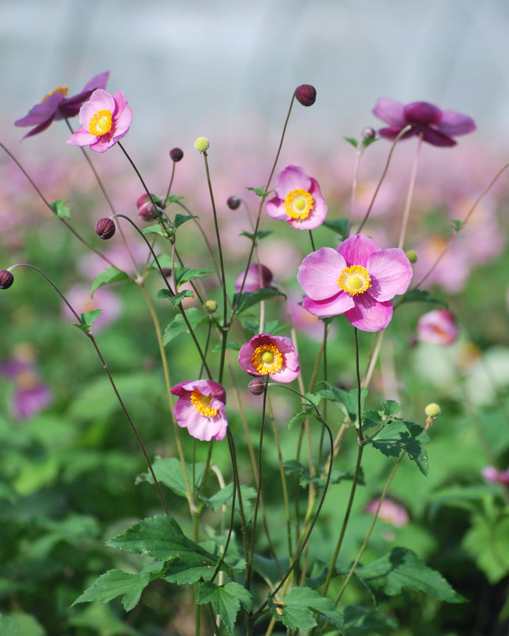 Anemone tomentosa 'Robustissima' (Windflower)