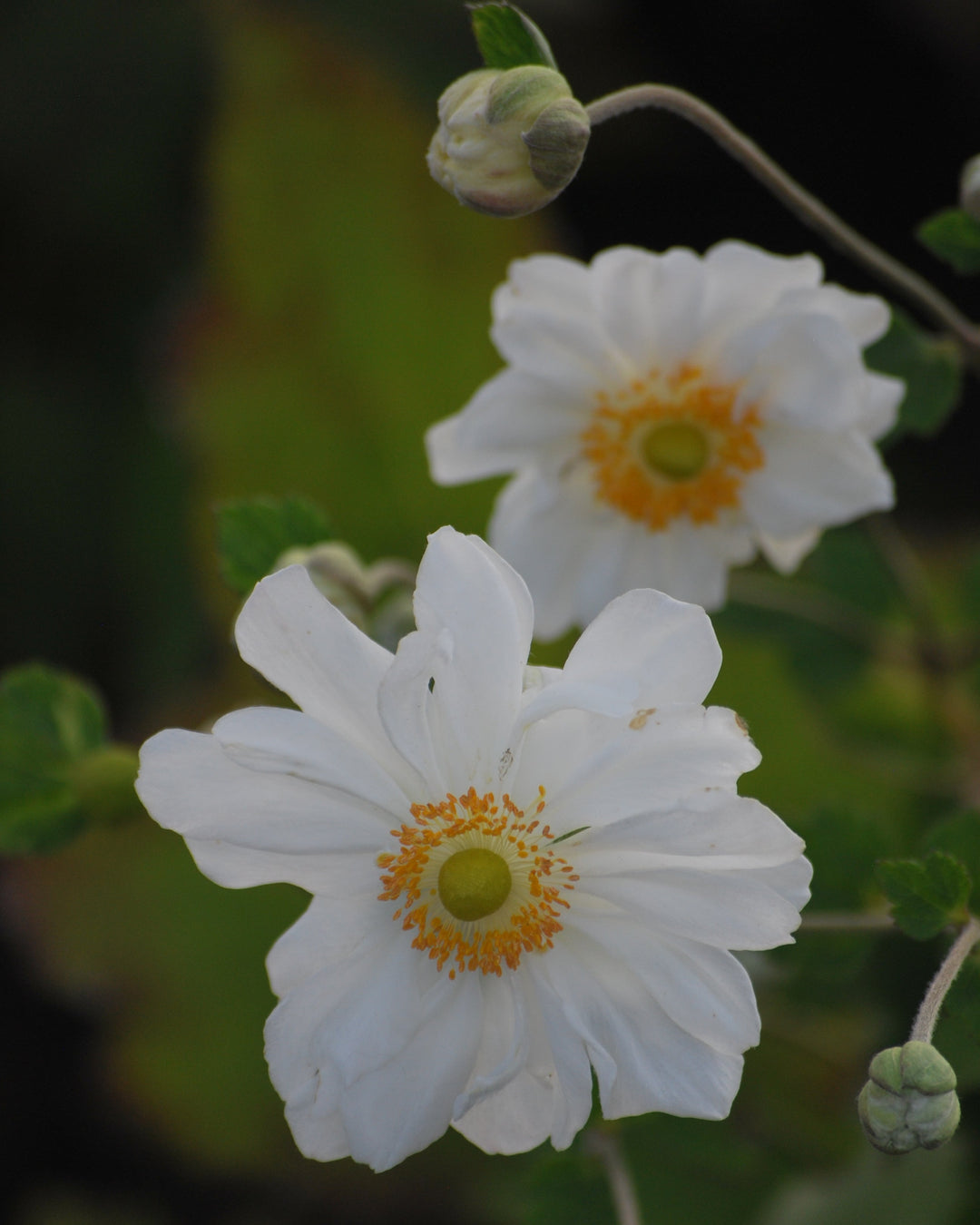 Anemone x hybrida 'Whirlwind' (Windflower)