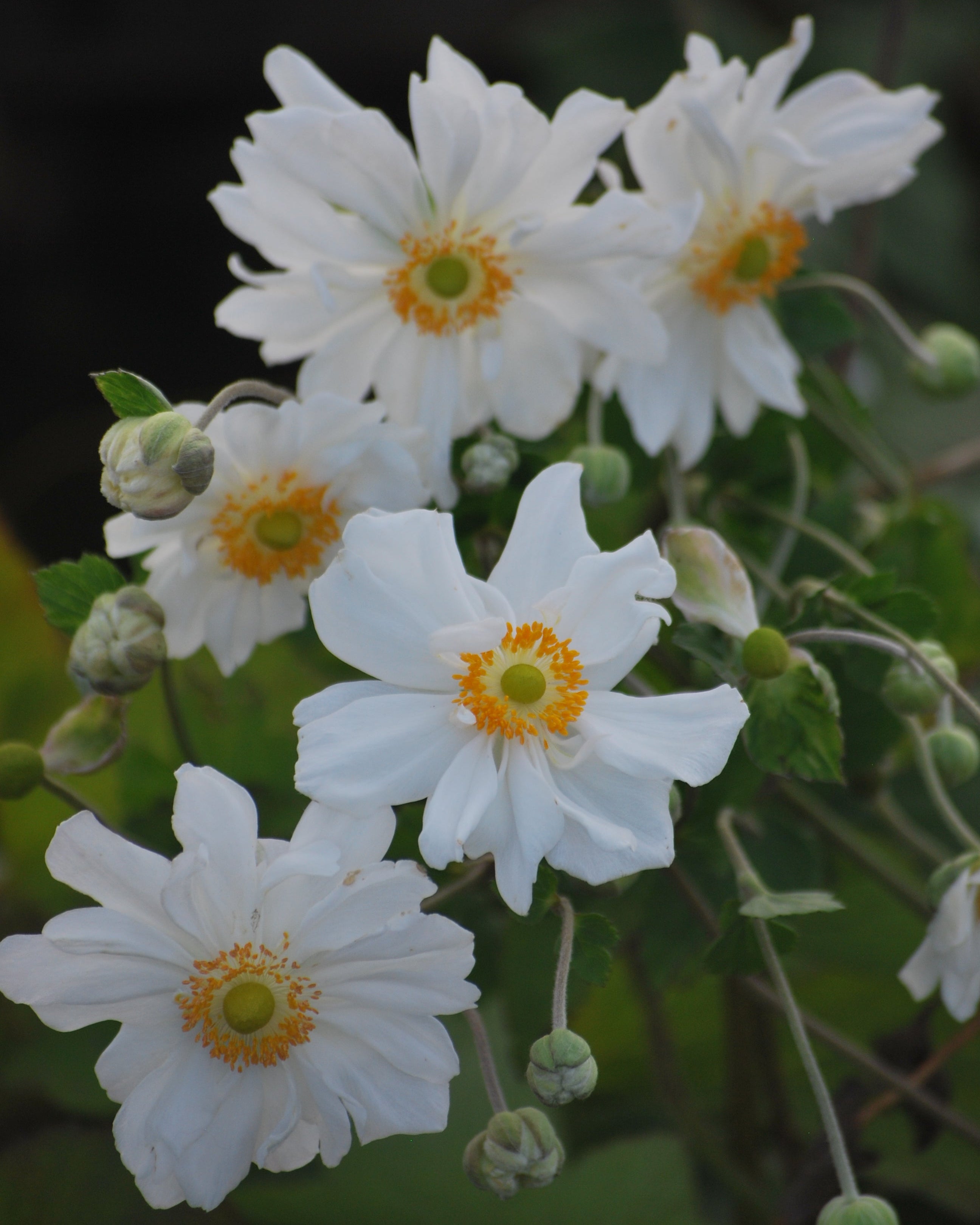 Anemone x hybrida 'Whirlwind' (Windflower) – Perennial Farm
