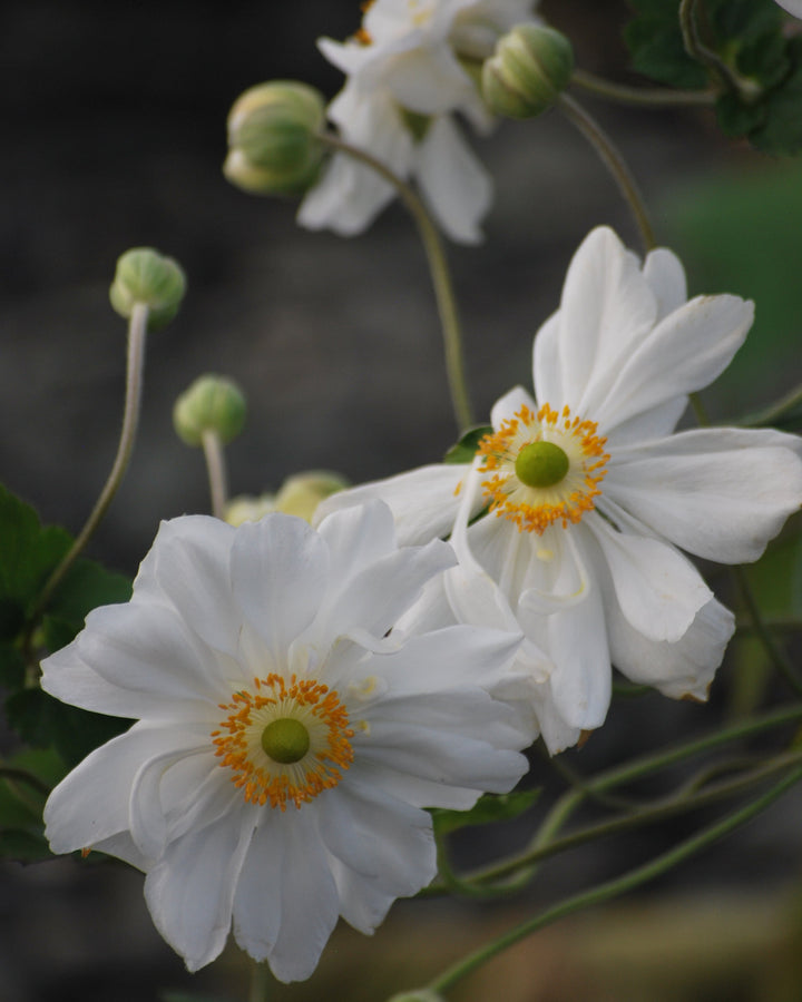 Anemone x hybrida 'Whirlwind' (Windflower)