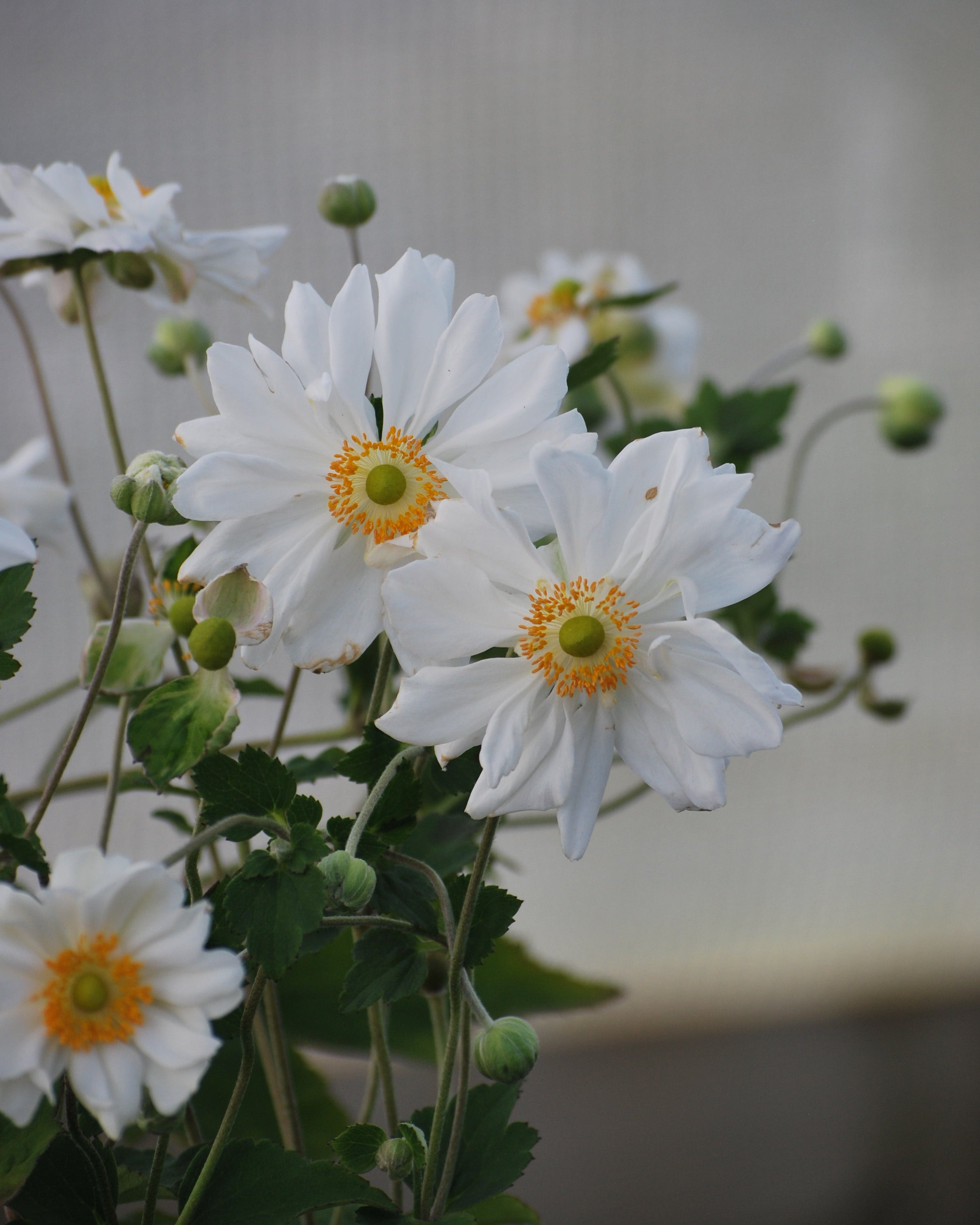 Anemone x hybrida 'Whirlwind' (Windflower) – Perennial Farm