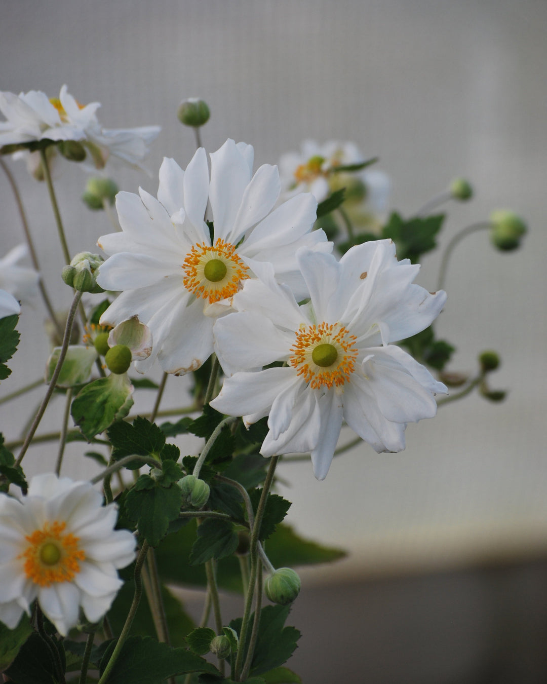 Anemone x hybrida 'Whirlwind' (Windflower)