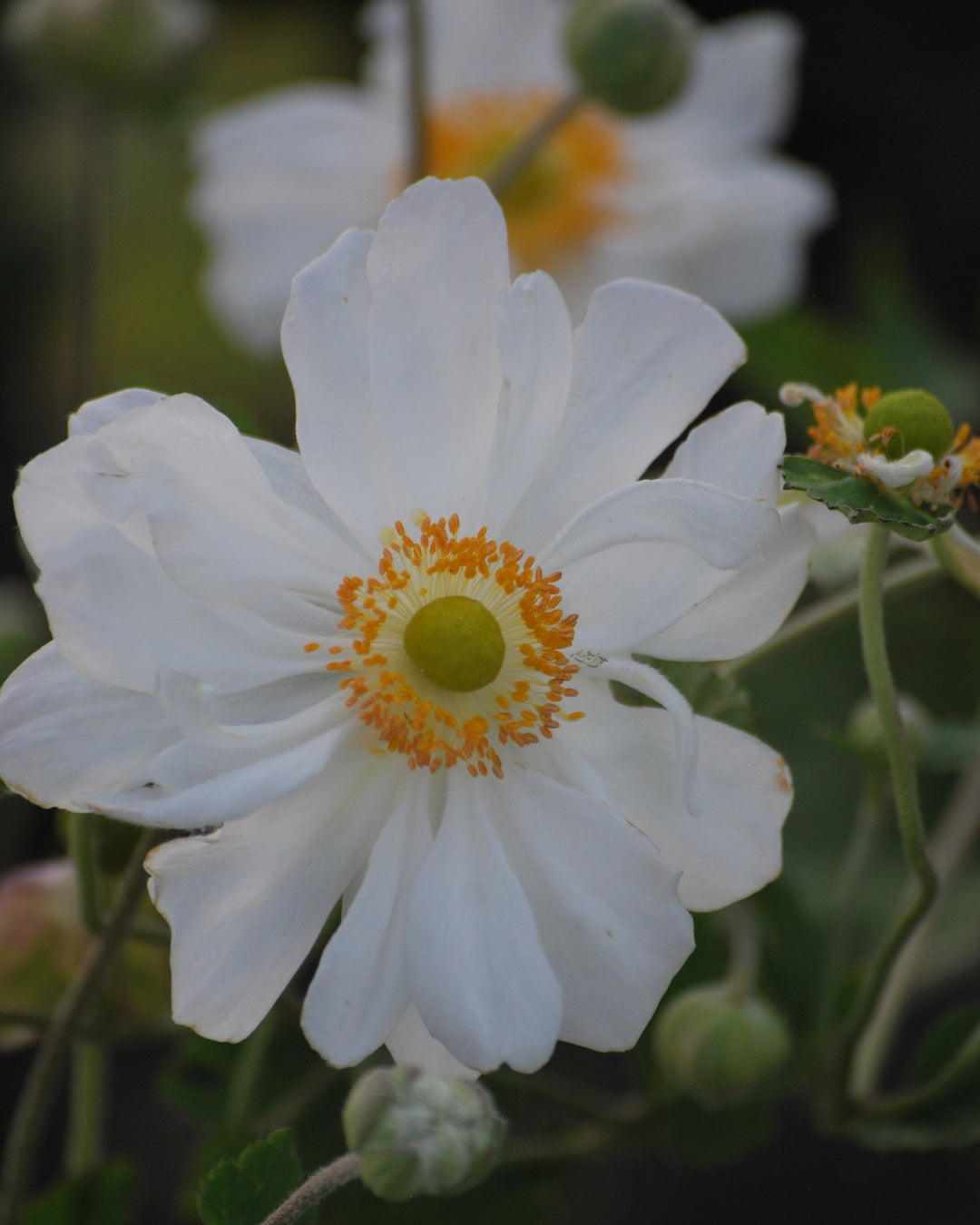 Anemone x hybrida 'Whirlwind' (Windflower)