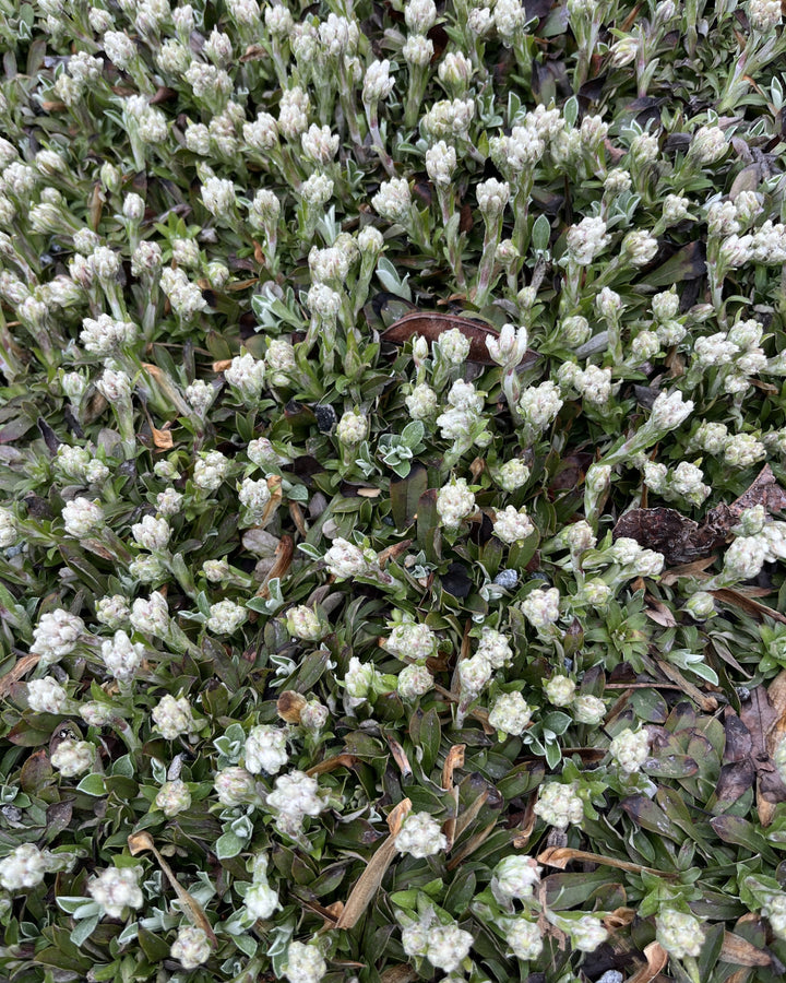 Antennaria plantaginifolia (Pussytoes)