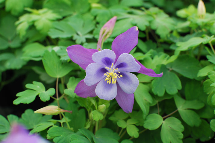 Aquilegia Earlybird™ Purple Blue (Columbine)
