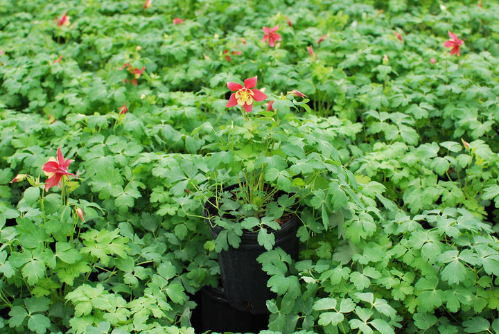 Aquilegia Earlybird™ Red Yellow (Columbine)