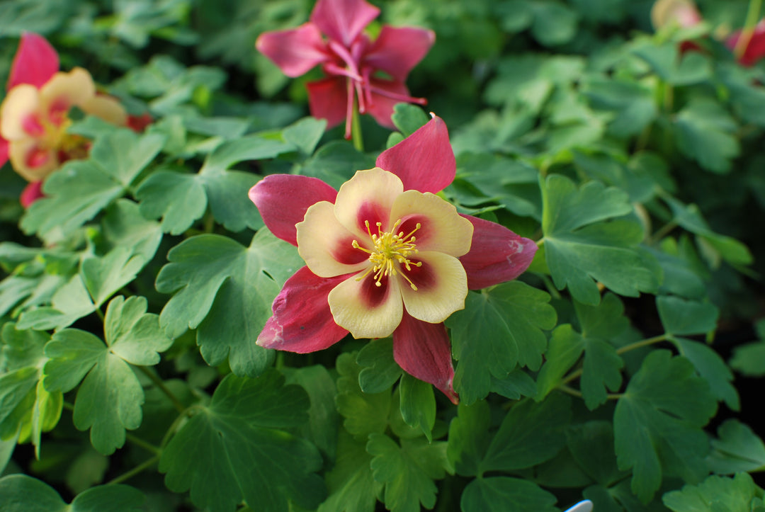 Aquilegia Earlybird™ Red Yellow (Columbine)