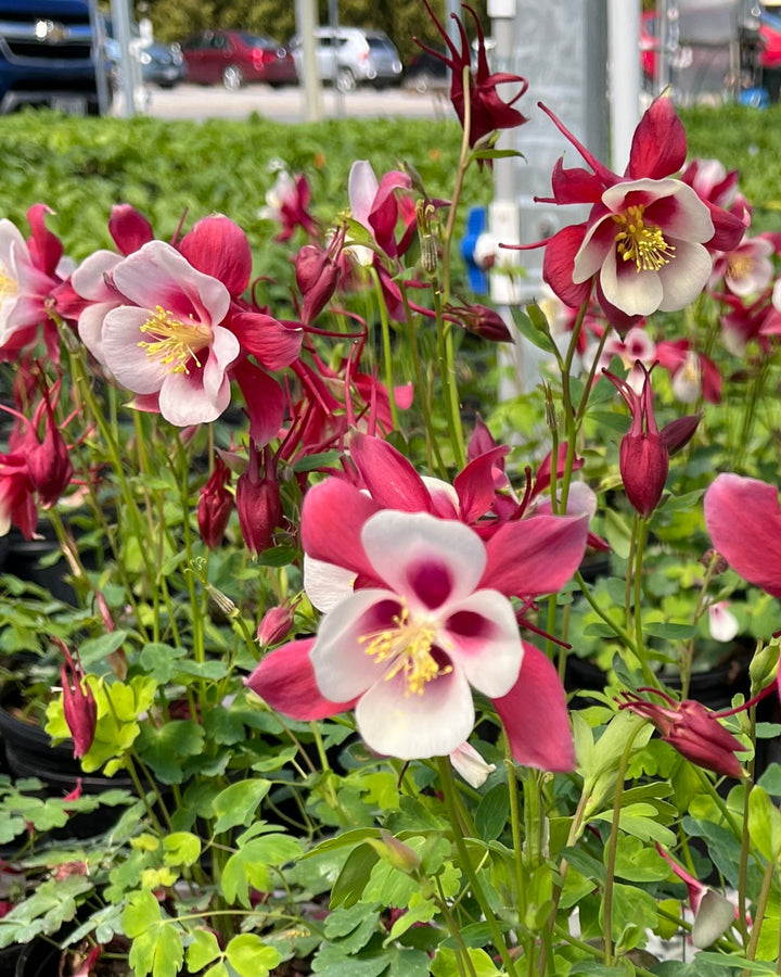 Aquilegia Earlybird™ Red White (Columbine)