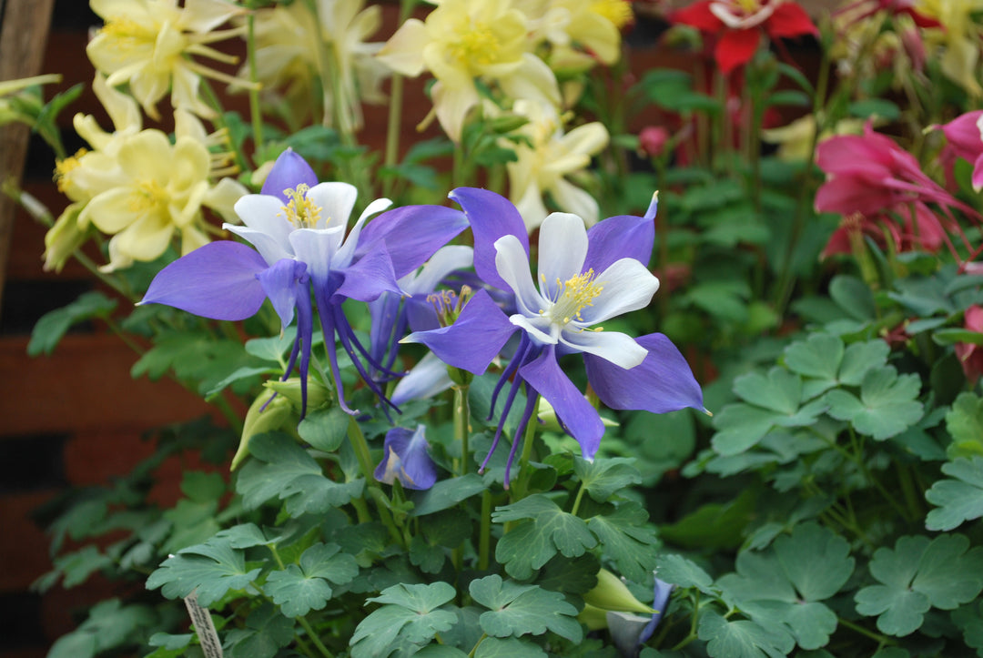 Aquilegia Kirigami™ Deep Blue & White (Columbine)