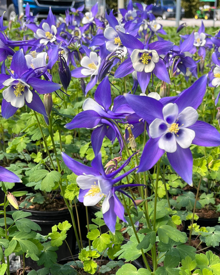 Aquilegia Kirigami™ Deep Blue & White (Columbine)