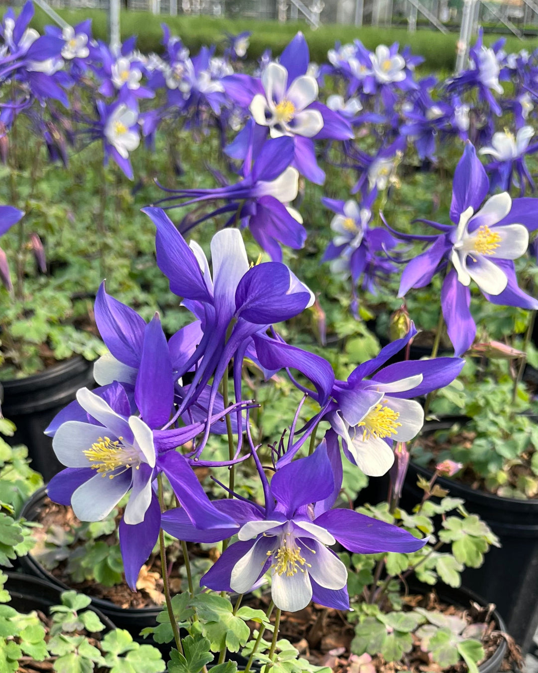 Aquilegia Kirigami™ Deep Blue & White (Columbine)