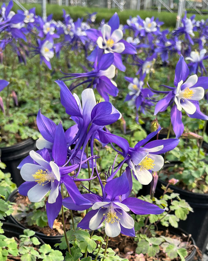 Aquilegia Kirigami™ Deep Blue & White (Columbine)