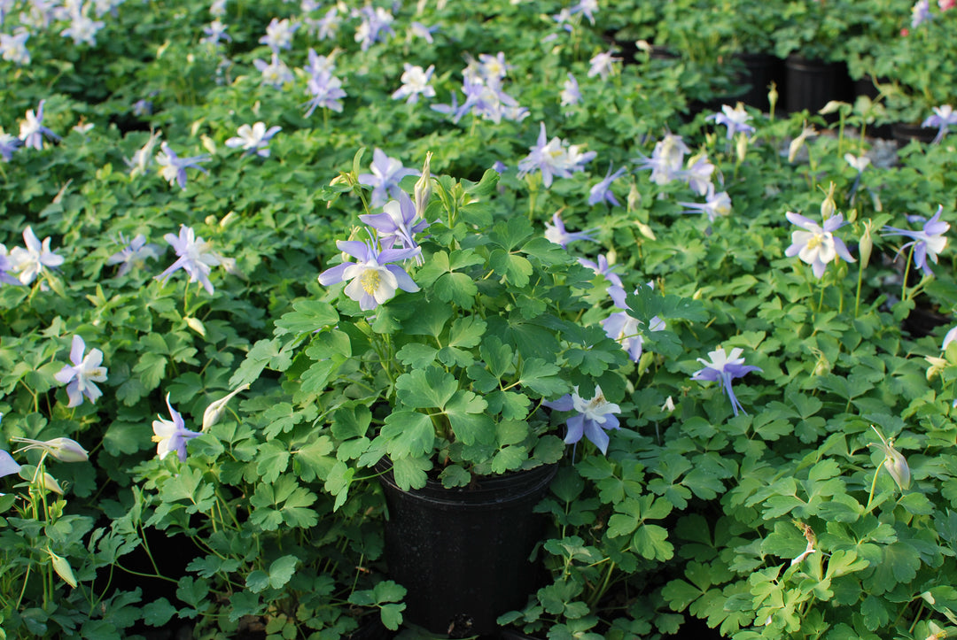 Aquilegia Kirigami™ Light Blue & White (Columbine)